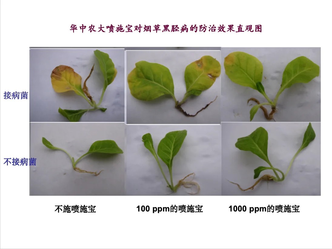 华中农大喷施宝对烟草黑胫病的防治效果直观图