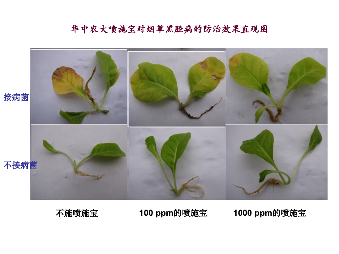 华中农大喷施宝对烟草黑胫病的防治效果直观图