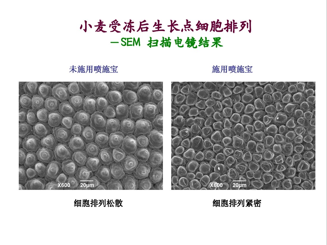 小麦受冻后生长点细胞排列