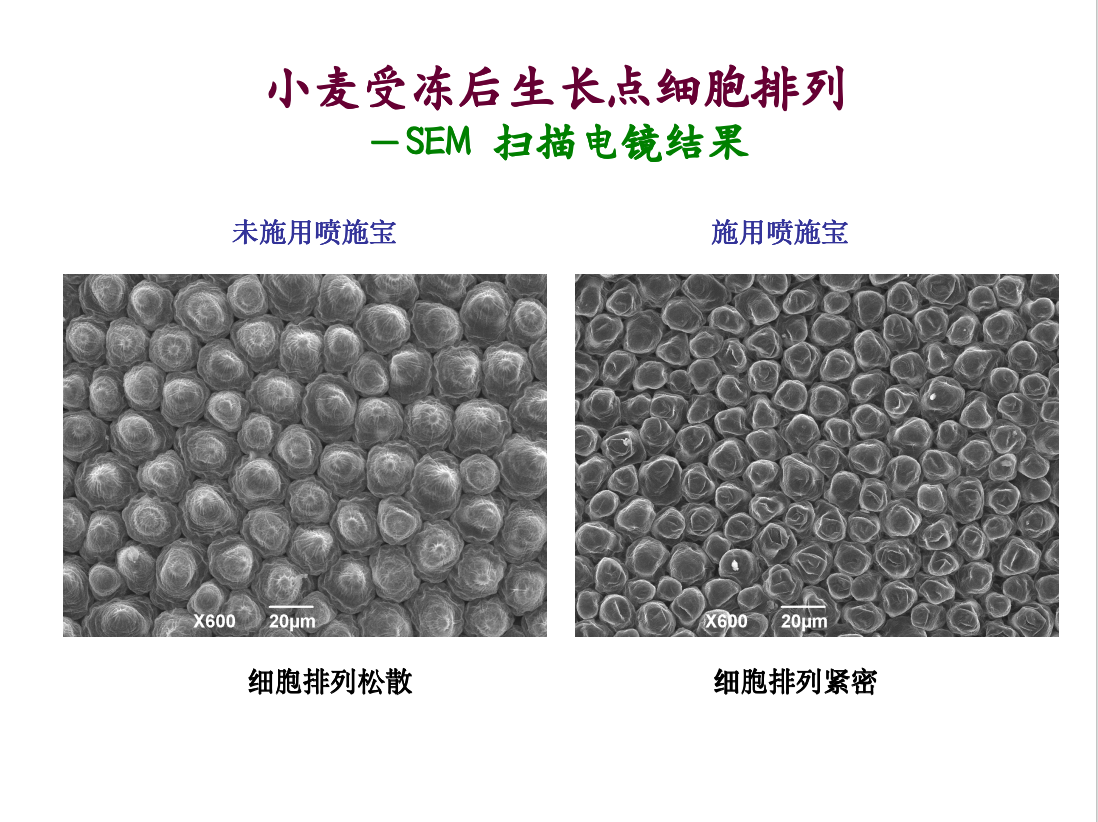 小麦受冻后生长点细胞排列