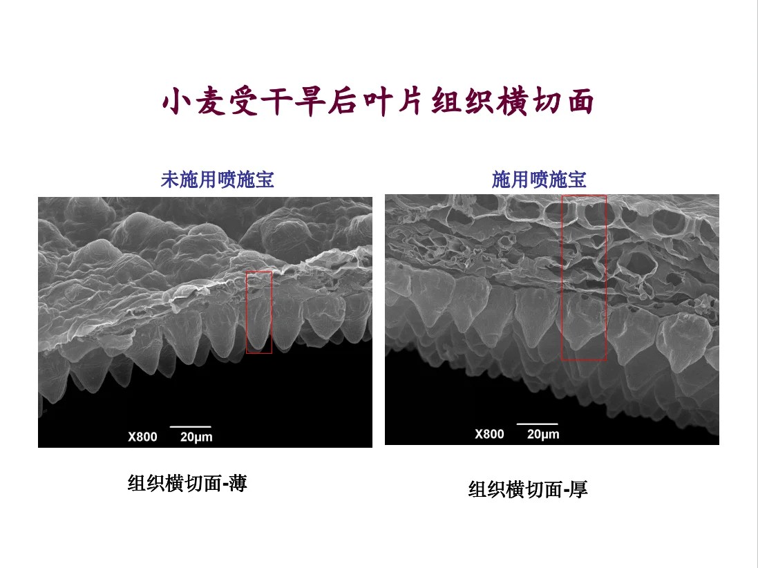 小麦受干旱后叶片组织横切面