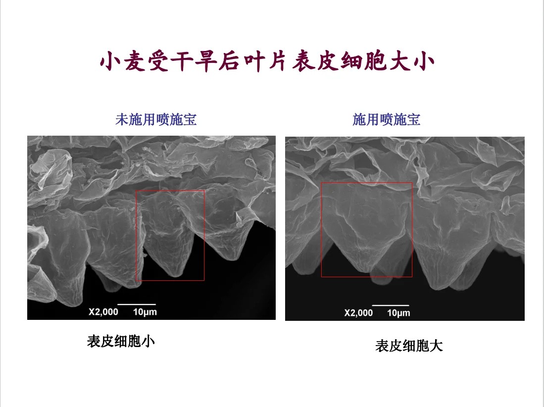 小麦受干旱后叶片表皮细胞大小
