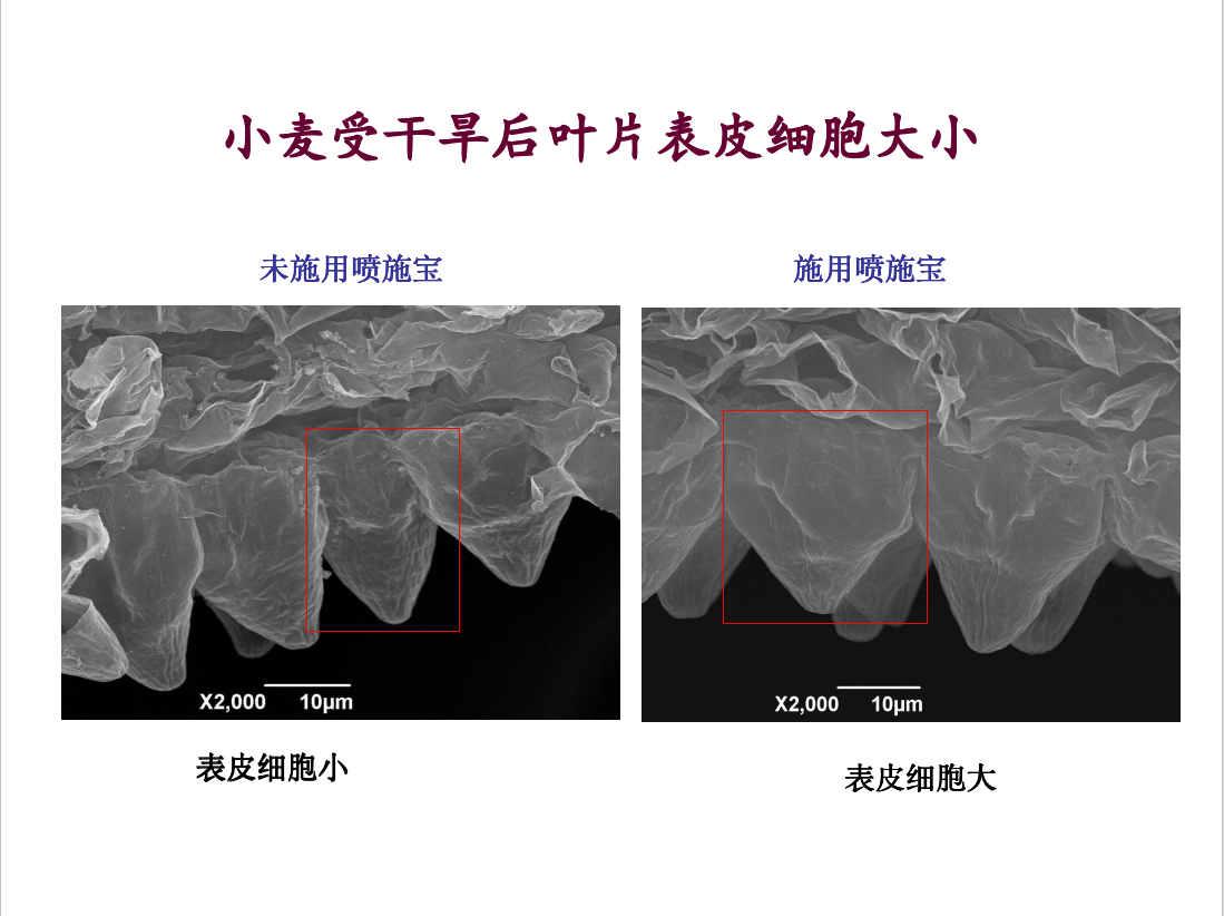 小麦受干旱后叶片表皮细胞大小
