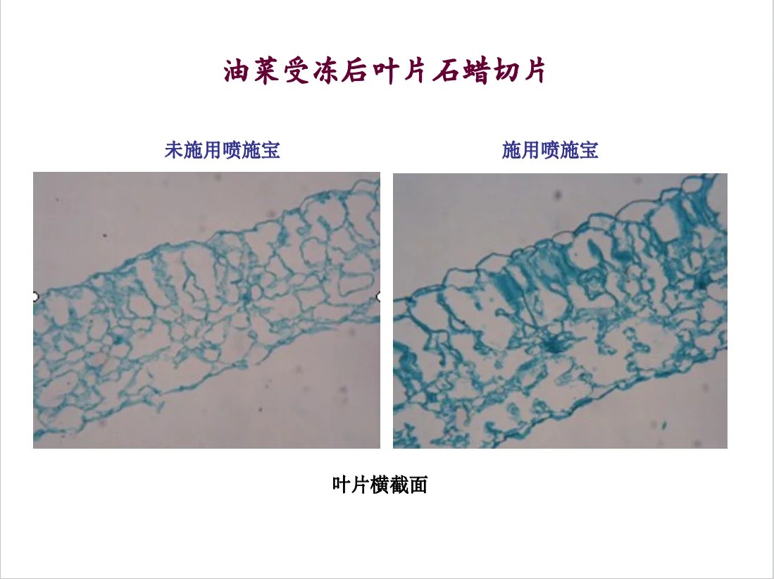 油菜受冻后叶片石蜡切片