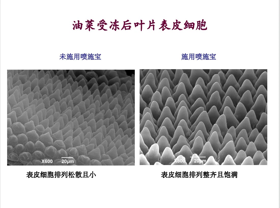 油菜受冻后叶片表皮细胞